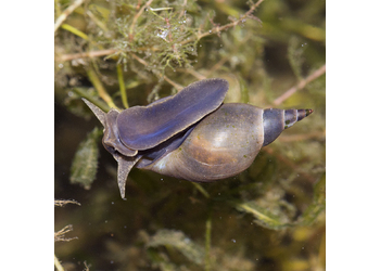 Spitzschlammschnecke (Lymnaea stagnalis) - © Gernot Kunz
